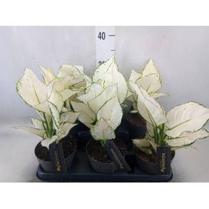 Aglaonema  'White Joy'