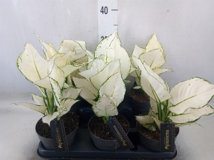 <h4>Aglaonema  'White Joy'</h4>