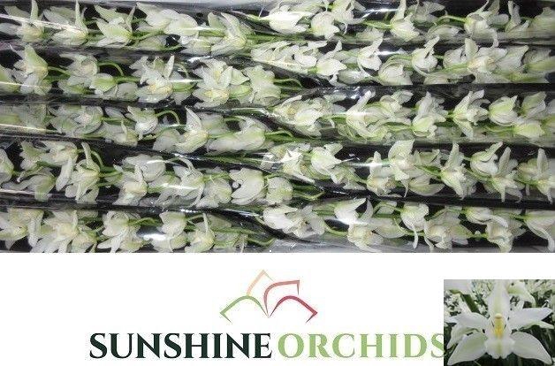 <h4>CYMB MI KLAZINA DE W</h4>