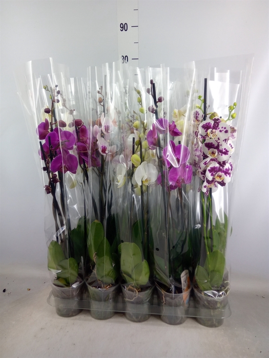 <h4>Phalaenopsis   ...mix  5</h4>