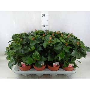 Hibiscus rosa-sin.   ...