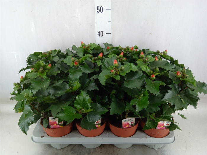 <h4>Hibiscus rosa-sin.   ...</h4>