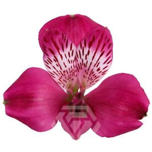 ALSTR CASANOVA Tessa