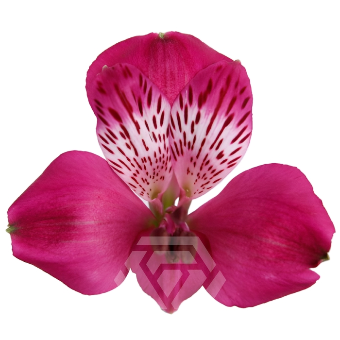 <h4>ALSTR CASANOVA 60CM Tessa</h4>