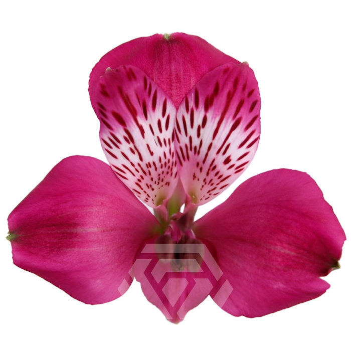 <h4>ALSTR CASANOVA Tessa</h4>