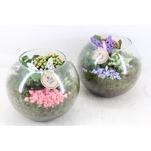 arr2 PL - Glas bol 285/5 - roze/lila