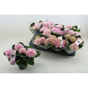 Hydr M Mag Revolutio