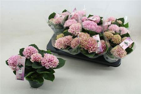 <h4>Hydr M Mag Revolutio</h4>