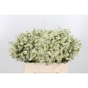 Chame Ivory Pearl