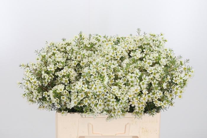 <h4>Chame Ivory Pearl</h4>