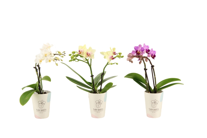 <h4>Cover Tiny Dolls Phal Tiny Dolls Mix 2T10+ Aqu@</h4>