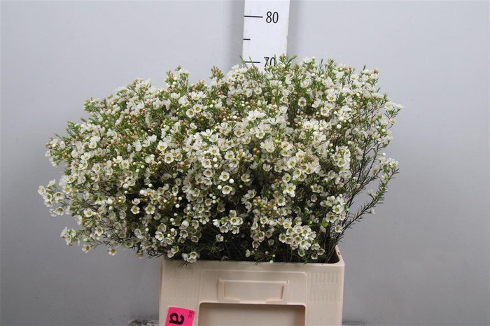 <h4>Chame Crystal Pearl</h4>