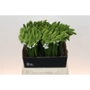 Ornithogalum Mount Fuji