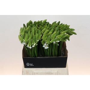 Ornithogalum Mount Fuji
