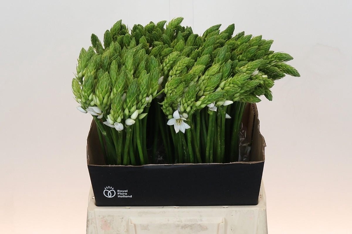 Ornithogalum Mount Fuji