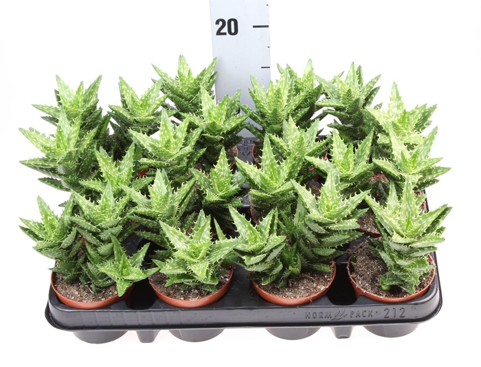 <h4>Aloe squarrosa</h4>