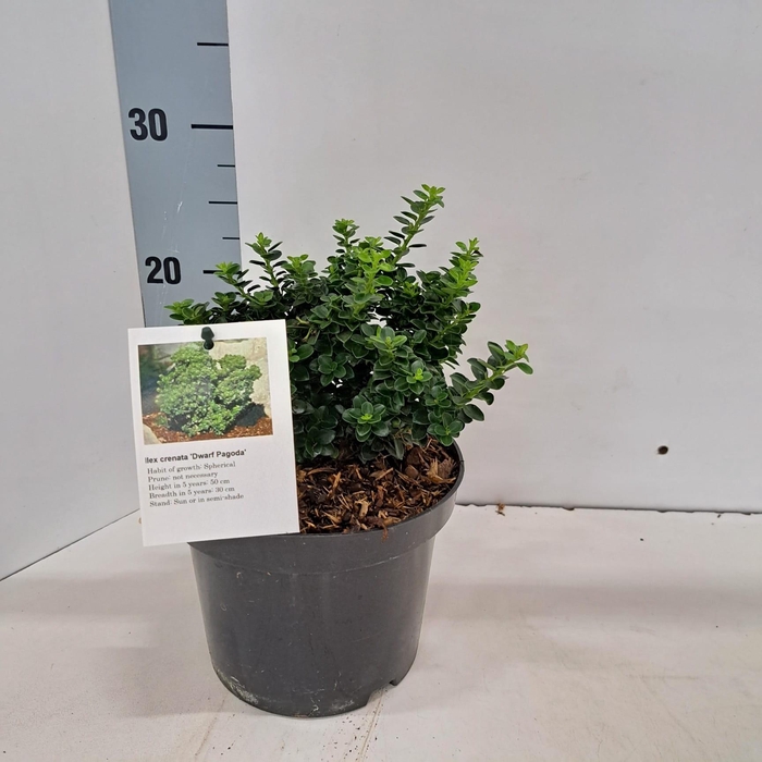 <h4>Ilex cren. 'Dwarf Pagoda'</h4>
