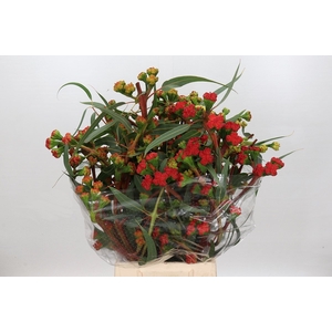 Euca Cardinale Flowers 400gr