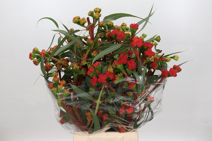 <h4>Euca Cardinale Flowers 400gr</h4>