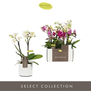 Optifriend Mix 2 spike in Lazio White