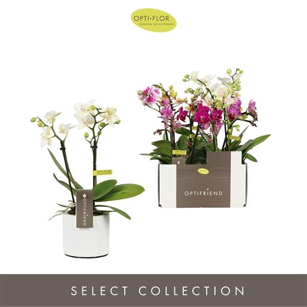 <h4>Optifriend Mix 2 spike in Lazio White</h4>