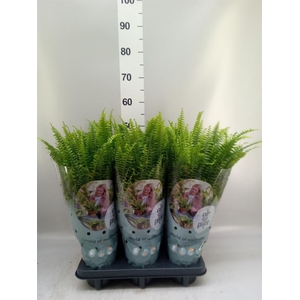 Nephrolepis exal. 'Green Lady'