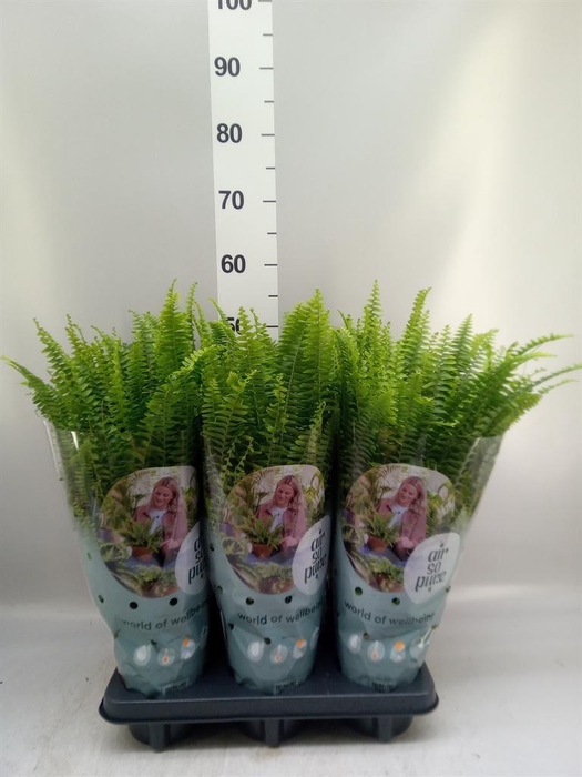 <h4>Nephrolepis exal. 'Green Lady'</h4>