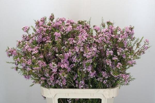 <h4>CHAME GISELLE</h4>