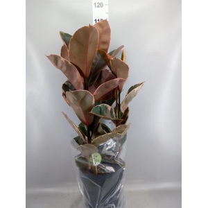 Ficus elastica 'Belize'