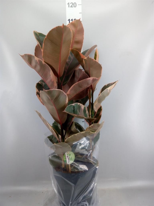 <h4>Ficus elastica 'Belize'</h4>