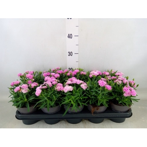 Dianthus car. 'Peman Fancy Lilac'