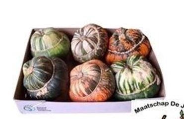 <h4>CUC TURKS TURBAN MIX</h4>