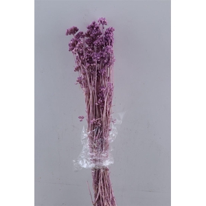 Dried Lonas Milka Bunch