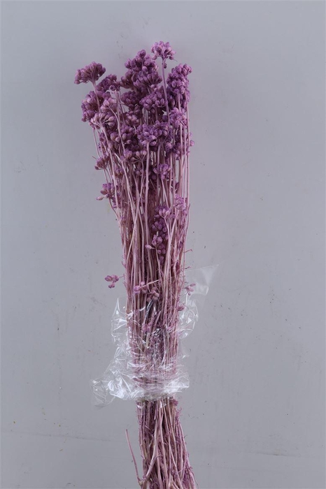 <h4>Dried Lonas Milka Bunch</h4>