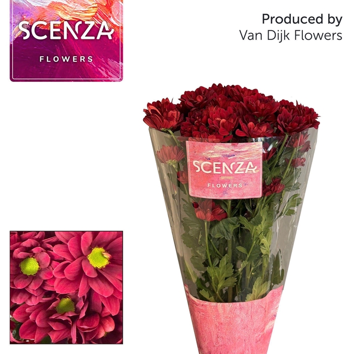 <h4>Chr T Mexicano scenza</h4>