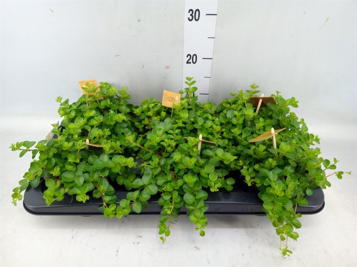 <h4>Peperomia rotundifolia</h4>