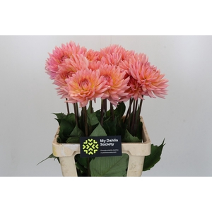 Dahlia Charleroi