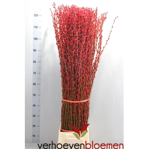 Salix Wilgenkatjes Red Klbh 120cm