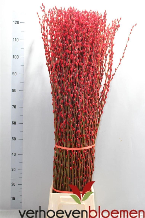 <h4>Salix Wilgenkatjes Red 120cm Klbh</h4>