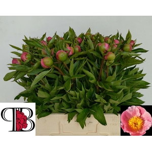 PAEO ROSELETTE