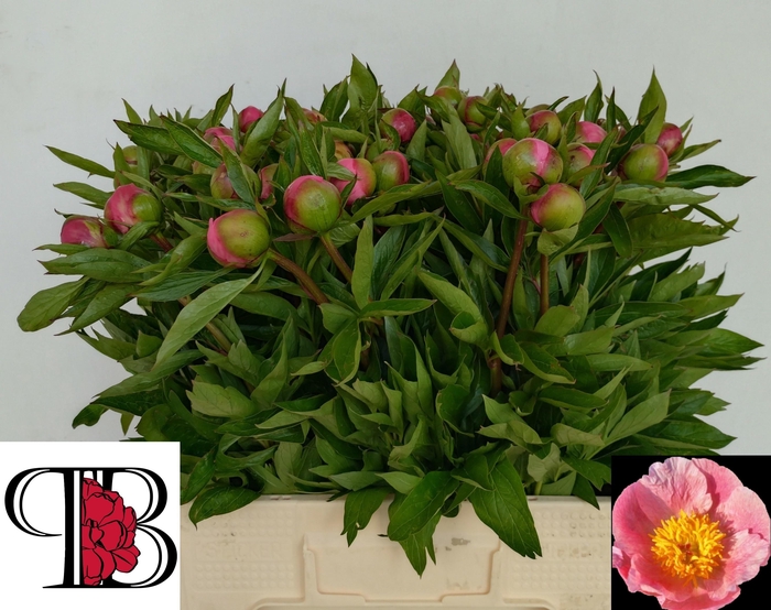 <h4>PAEO ROSELETTE</h4>