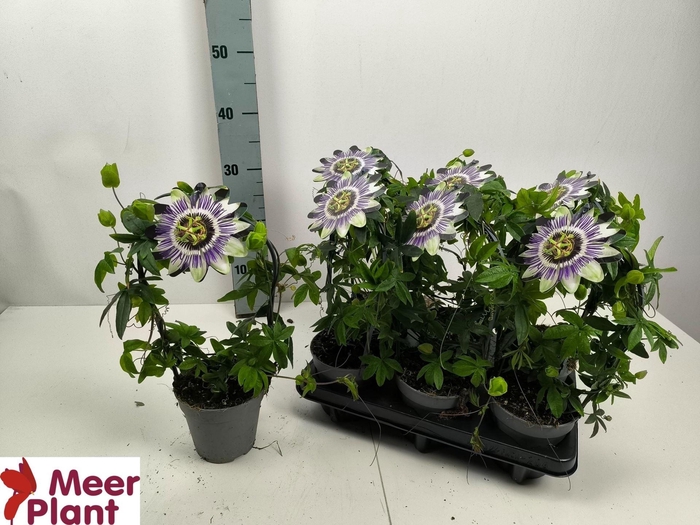 <h4>Passiflora caerul.</h4>