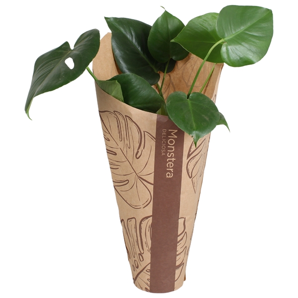 <h4>Monstera deliciosa in krafthoes</h4>