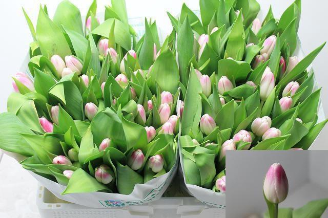 <h4>TU EN FLORENCE</h4>