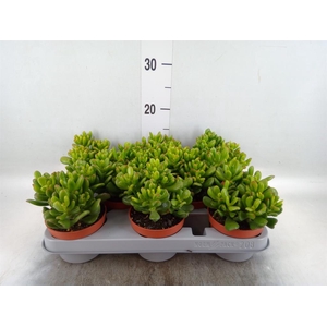 Crassula ovata 'Gandalf'