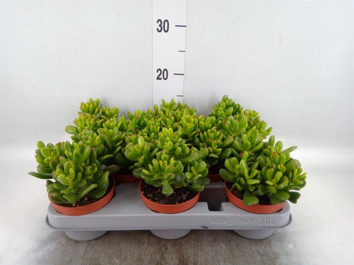 <h4>Crassula ovata 'Gandalf'</h4>