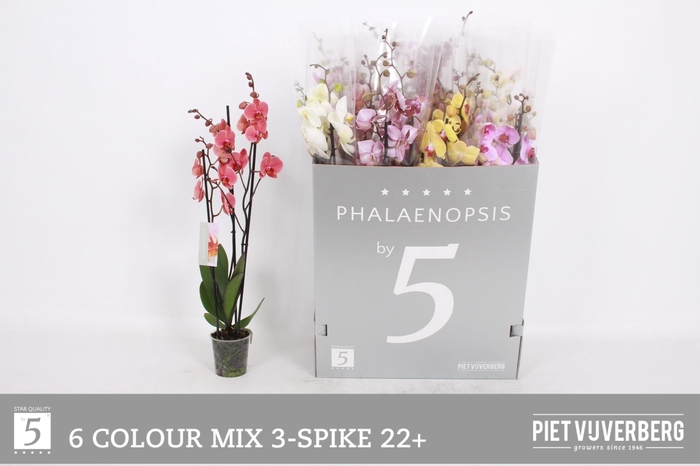 <h4>PHAL GEM 6 KL</h4>