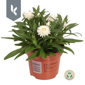 Xerochrysum Bracteatum Crispy White