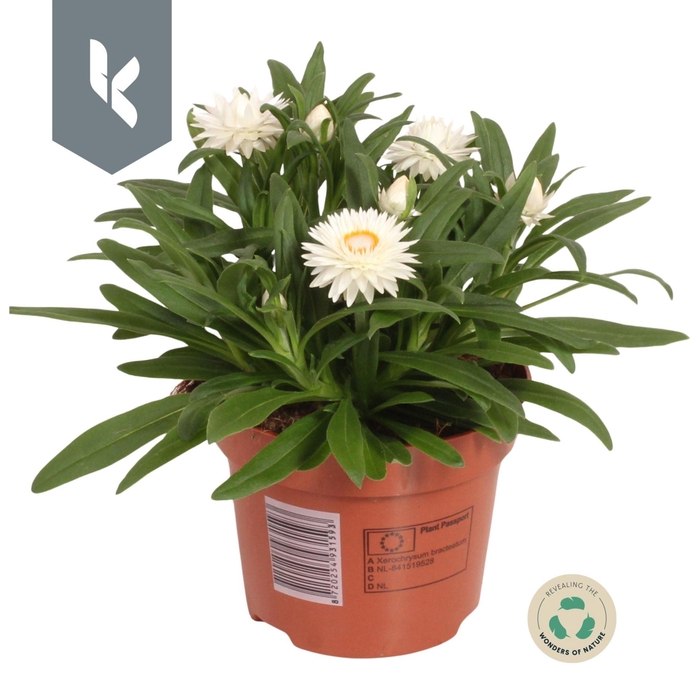<h4>Xerochrysum Bracteatum Crispy White</h4>
