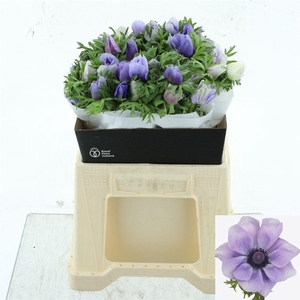 ANEM CO MIS + AZZURR